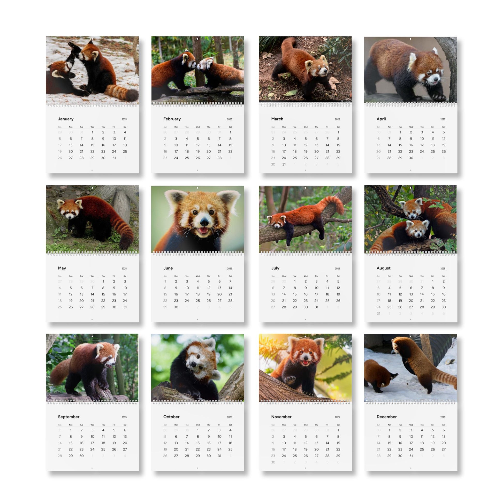 Wall Calendar Red Panda 2025
