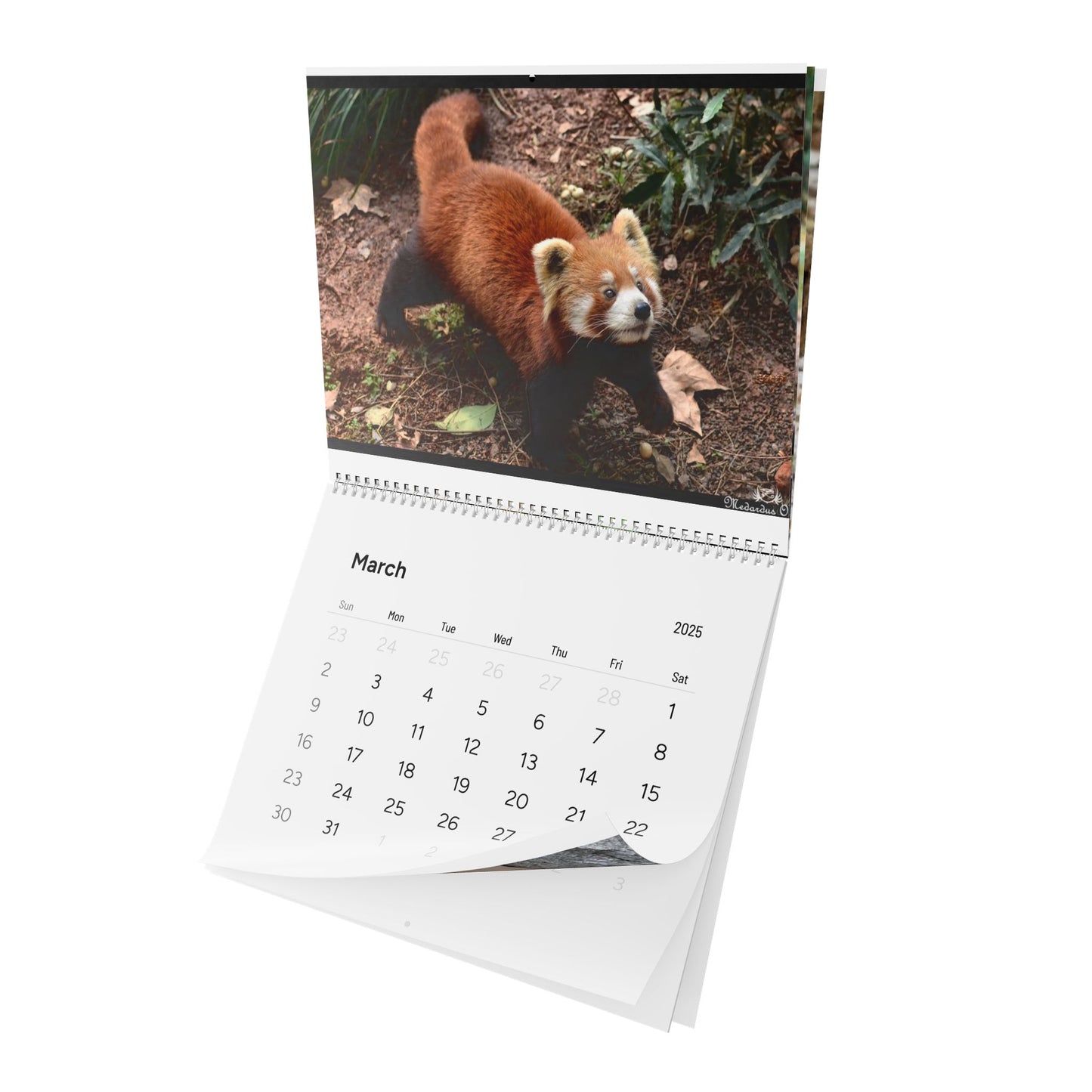 Wall Calendar Red Panda 2025