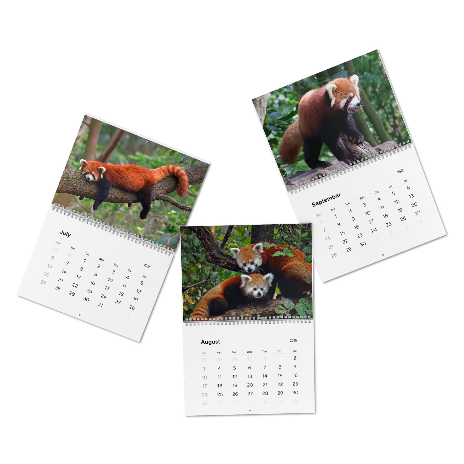 Wall Calendar Red Panda 2025