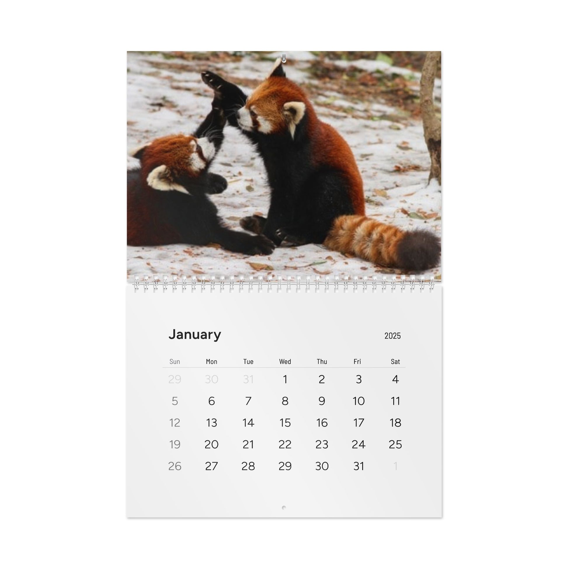 Wall Calendar Red Panda 2025