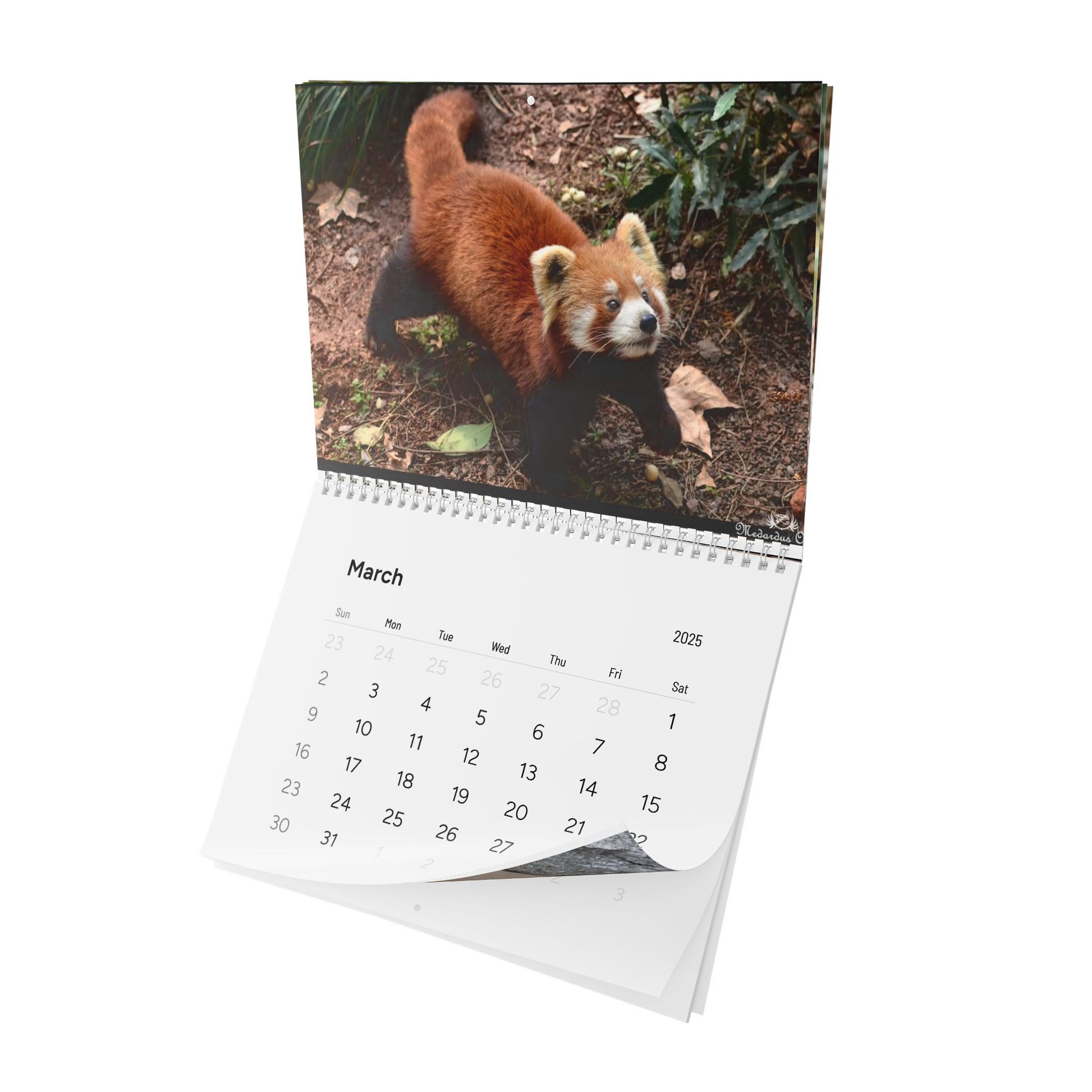 Wall Calendar Red Panda 2025