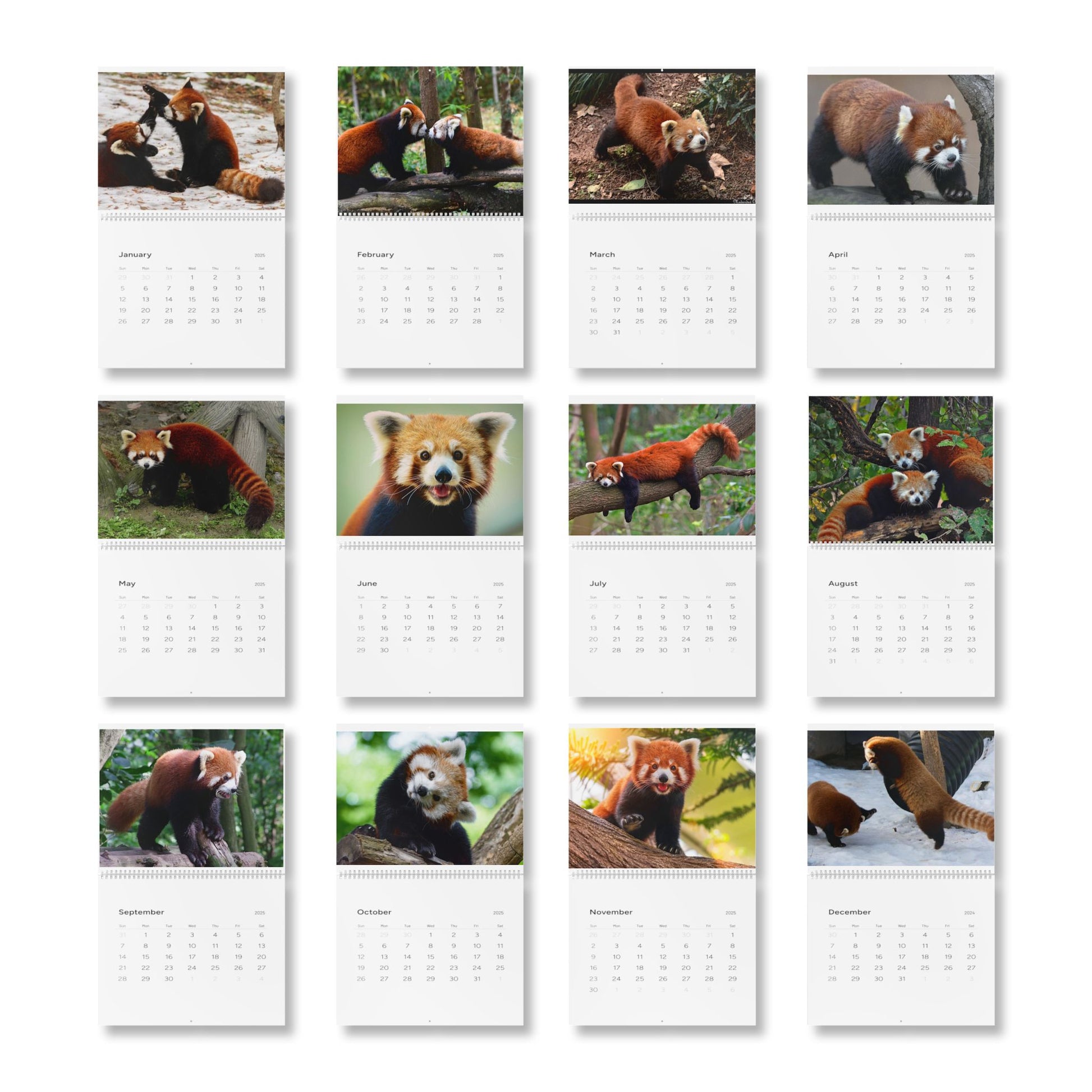 Wall Calendar Red Panda 2025