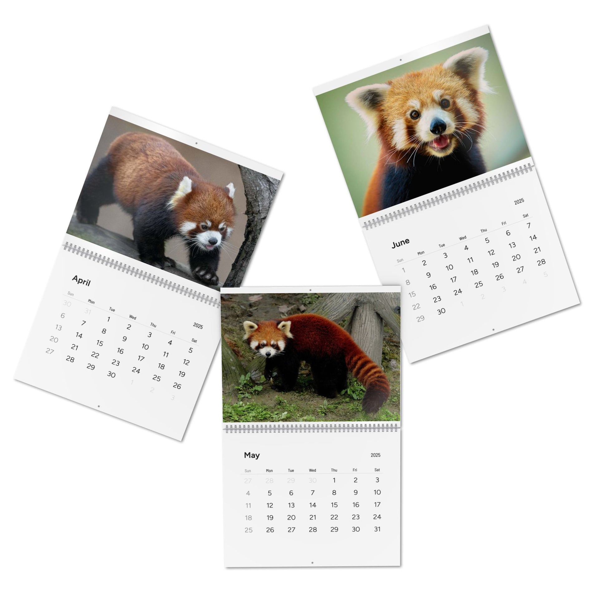 Wall Calendar Red Panda 2025
