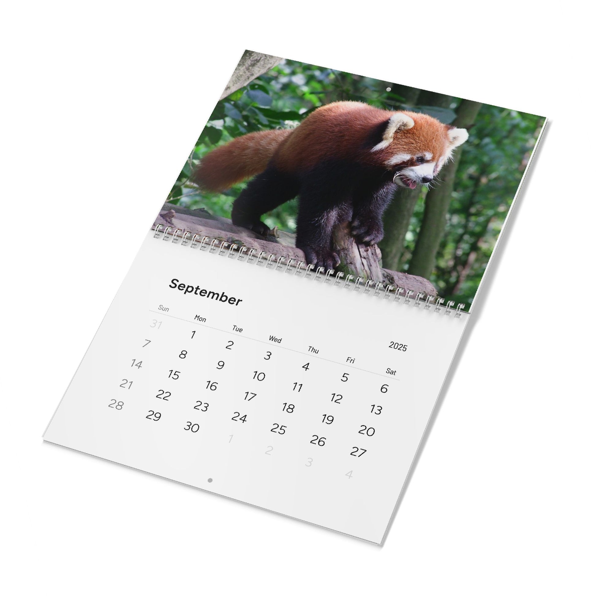 Wall Calendar Red Panda 2025