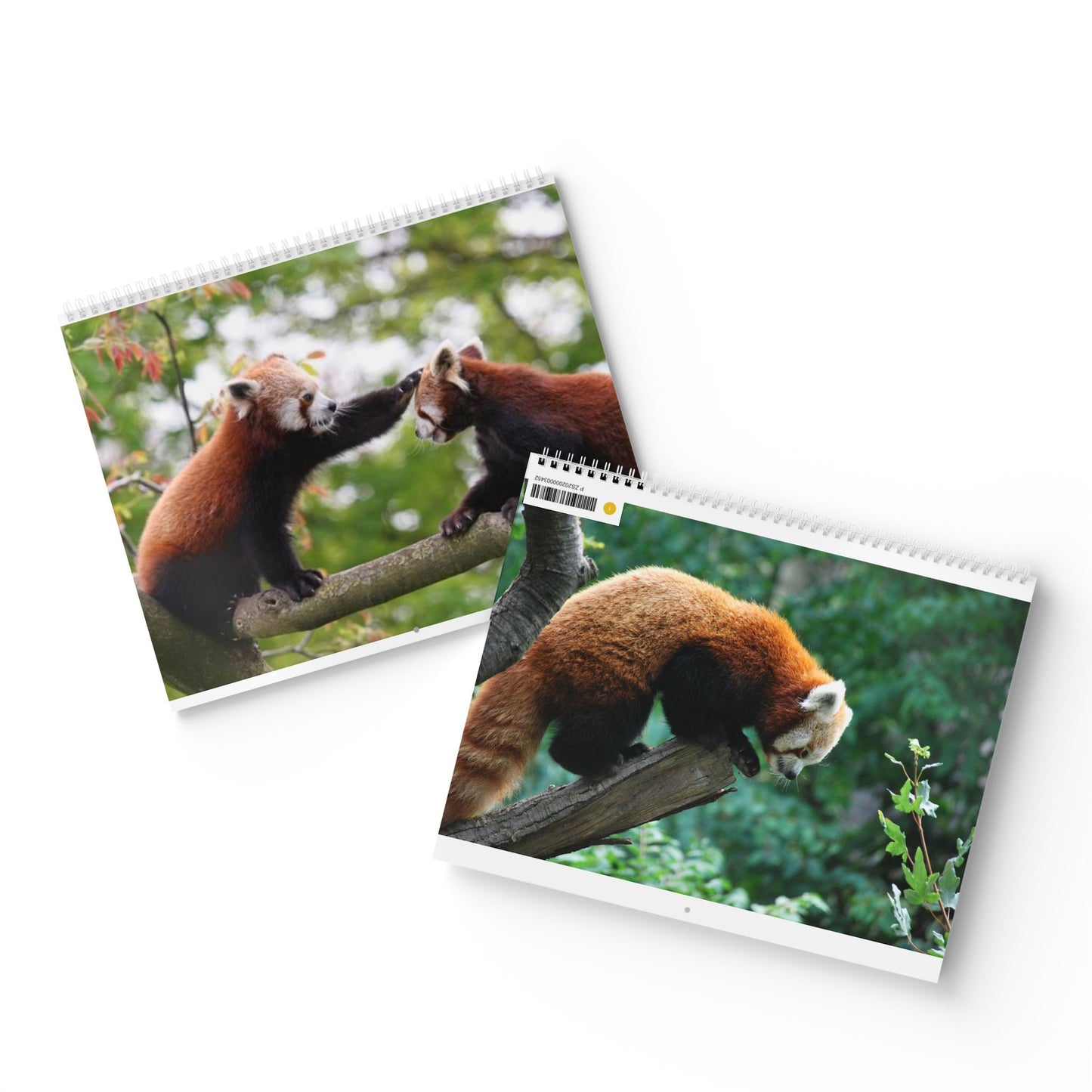 Wall Calendar Red Panda 2025