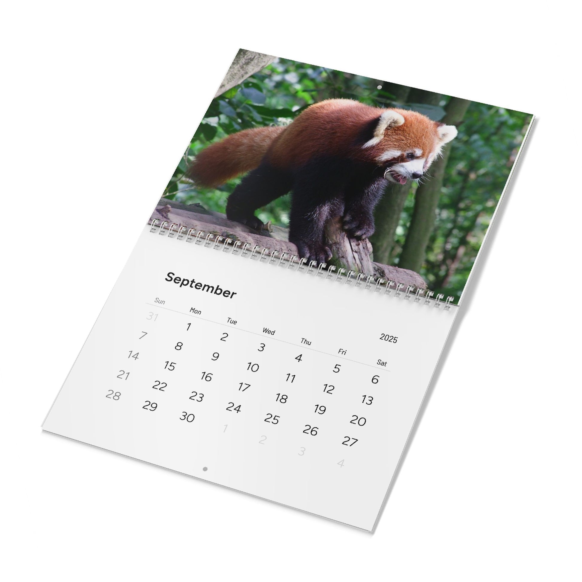 Wall Calendar Red Panda 2025