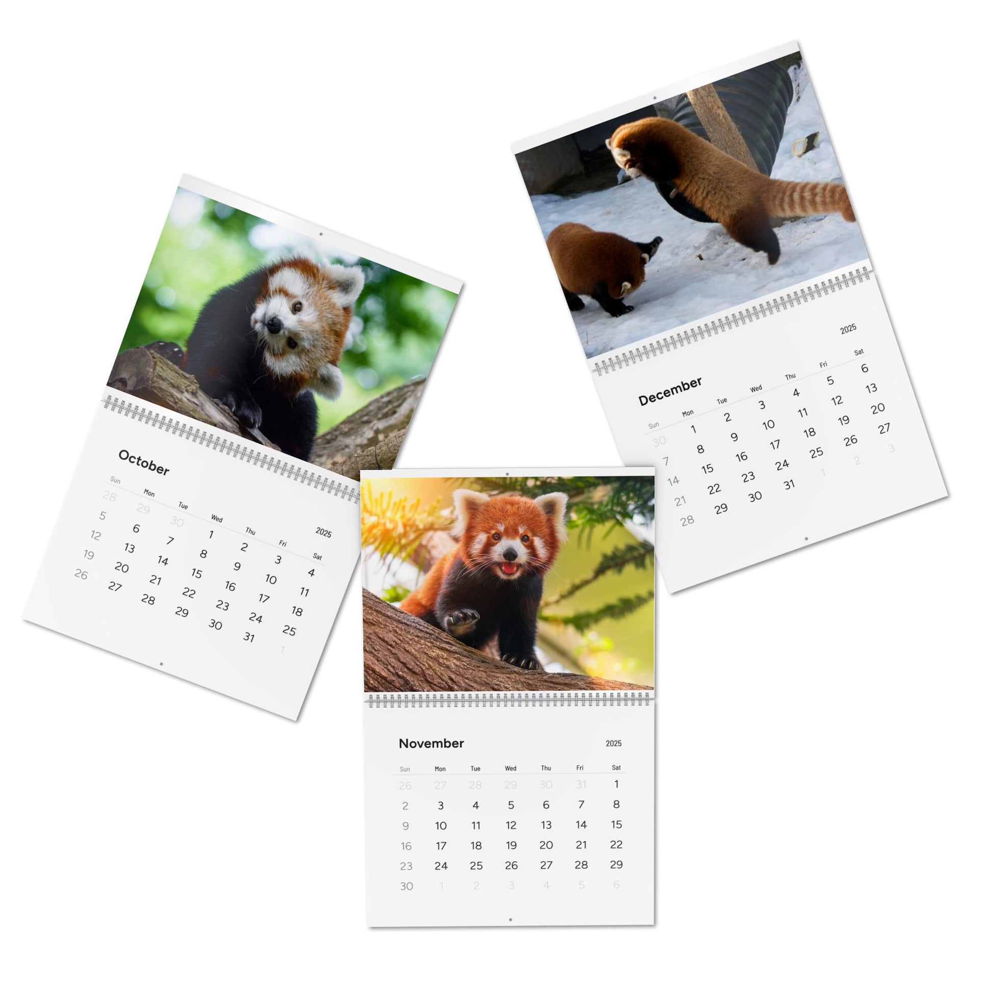 Wall Calendar Red Panda 2025