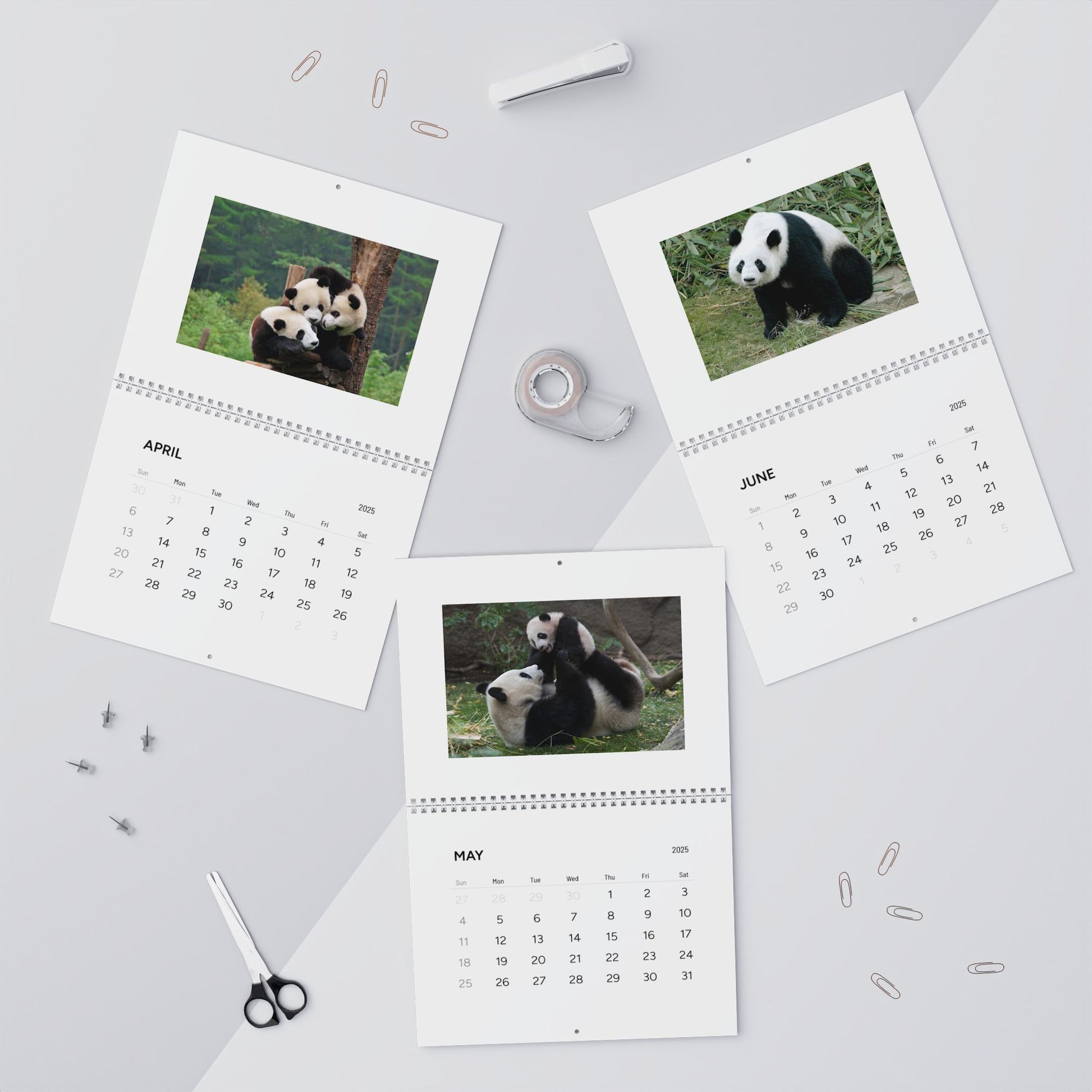 Panda Wall Calendar 2025
