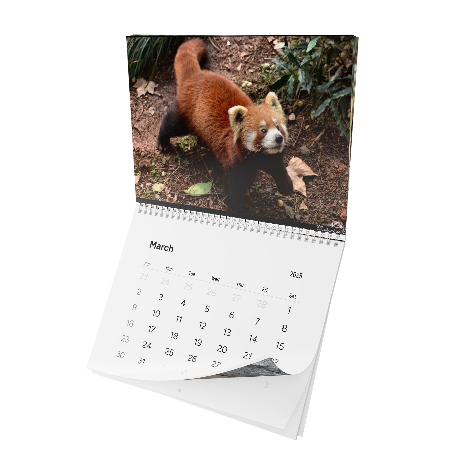 Wall Calendar Red Panda 2025