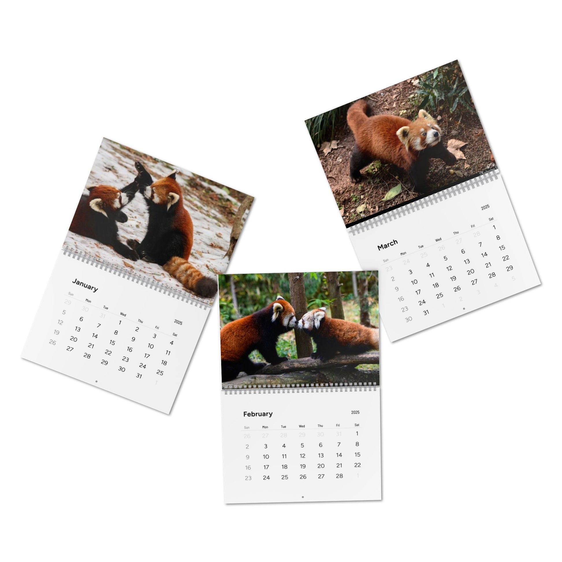 Wall Calendar Red Panda 2025