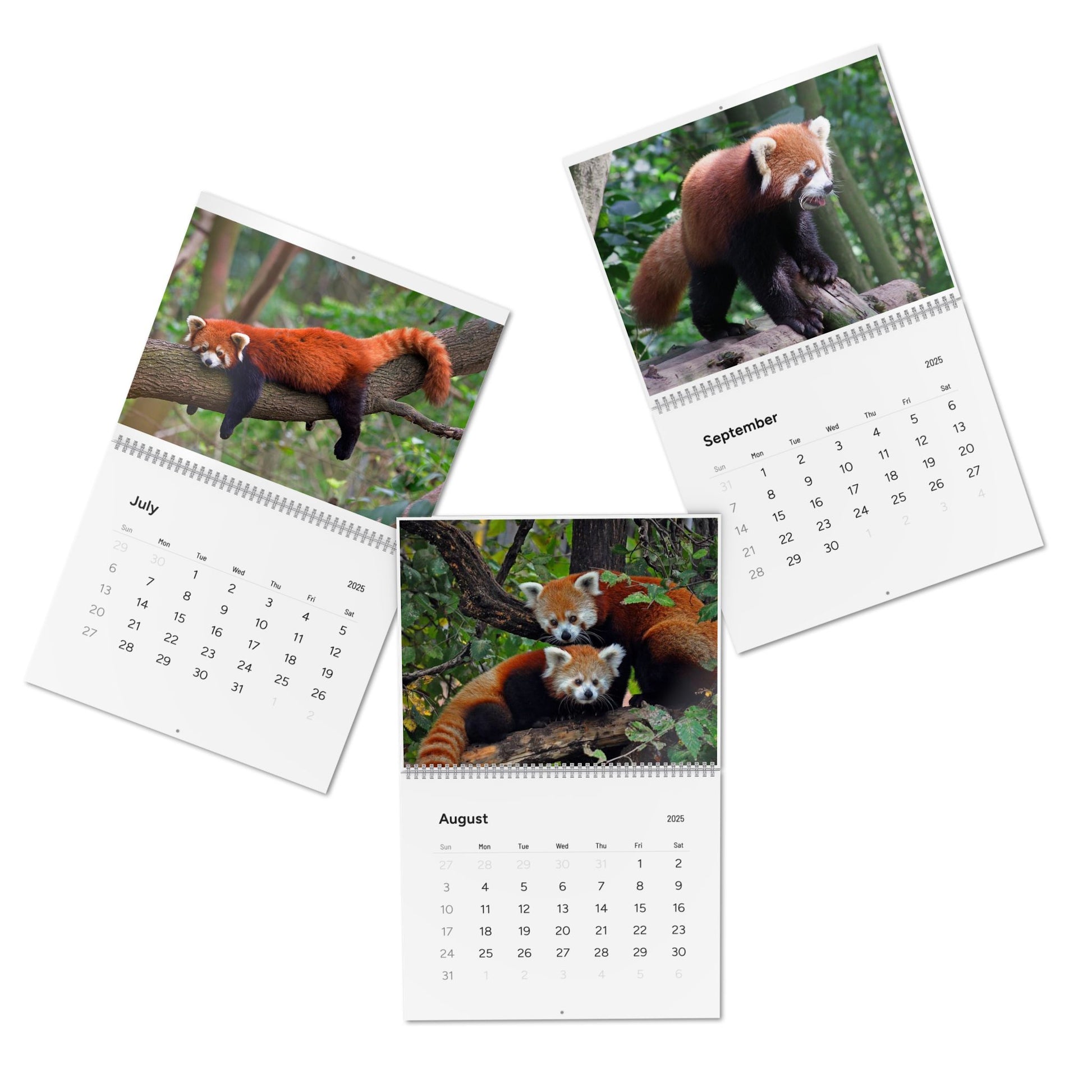 Wall Calendar Red Panda 2025