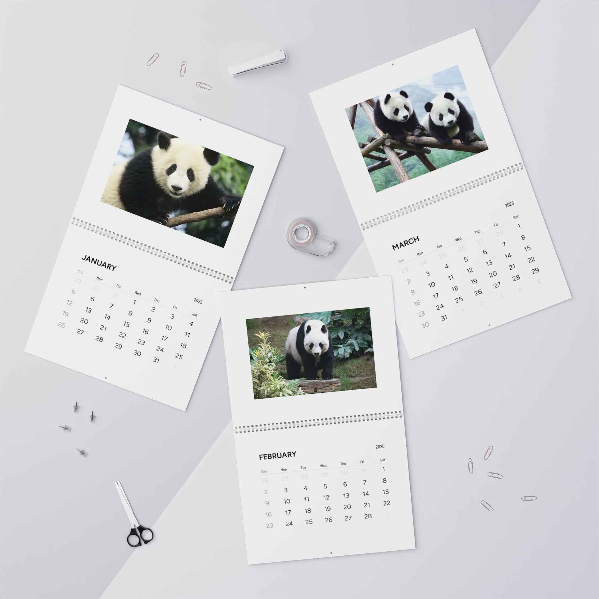Panda Wall Calendar 2025