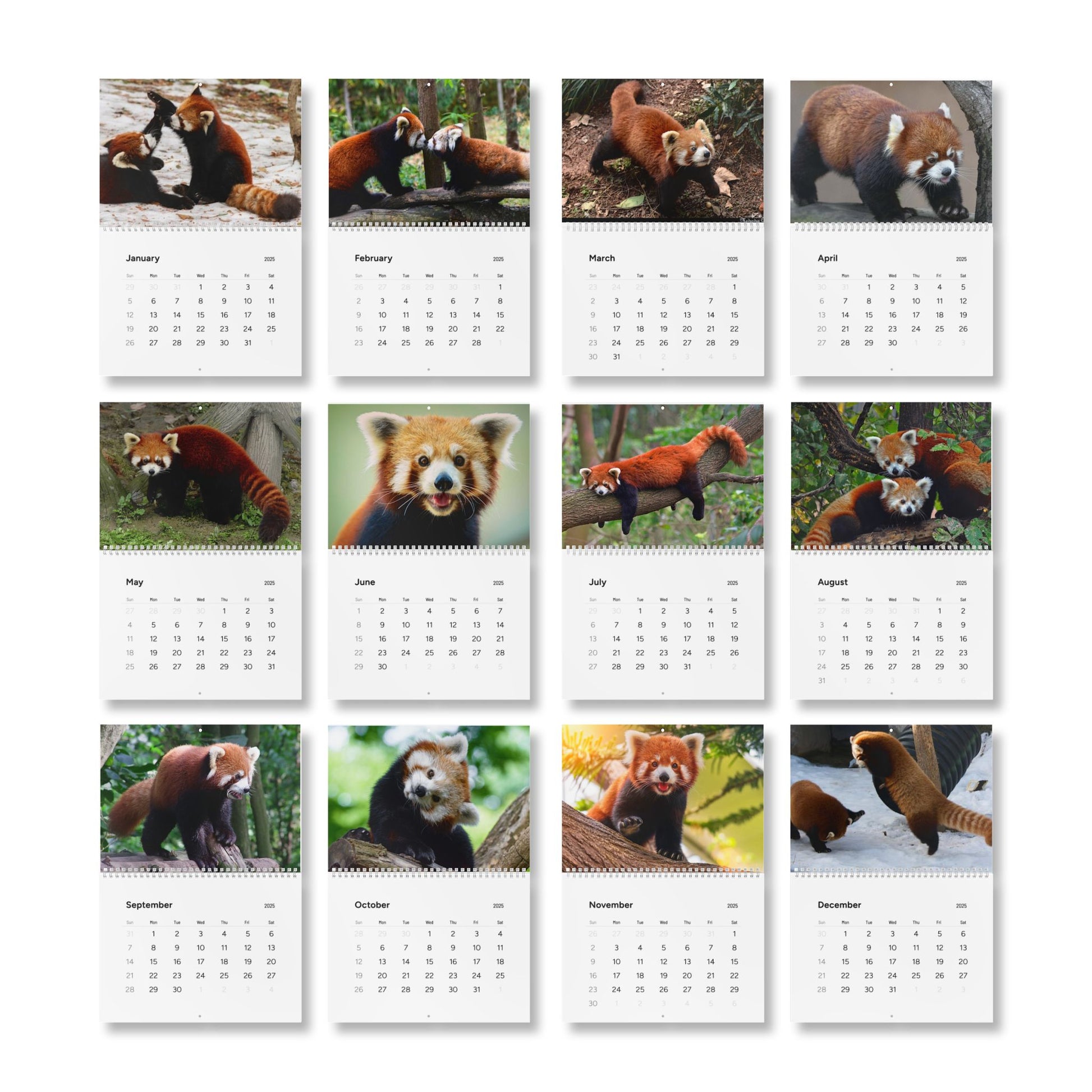 Wall Calendar Red Panda 2025
