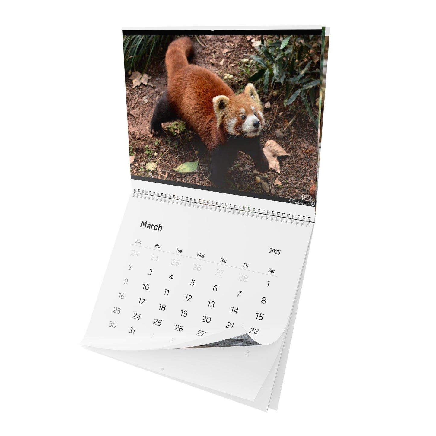 Wall Calendar Red Panda 2025