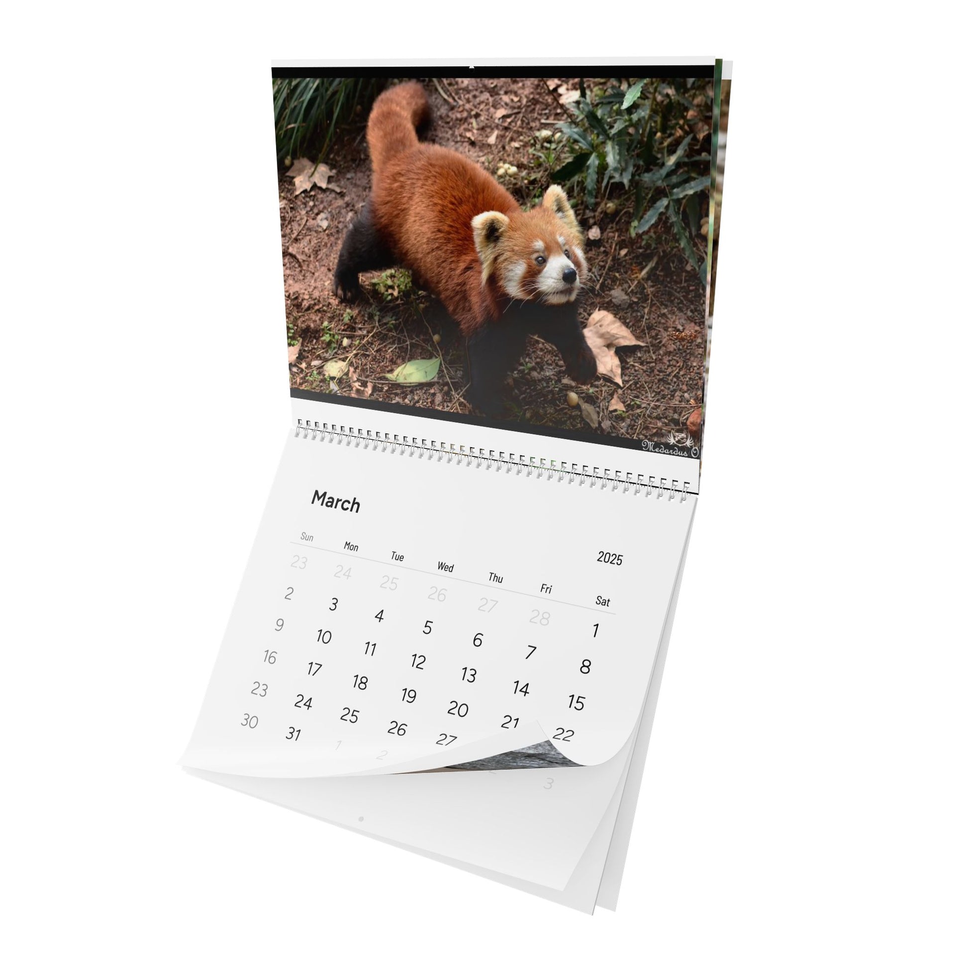 Wall Calendar Red Panda 2025