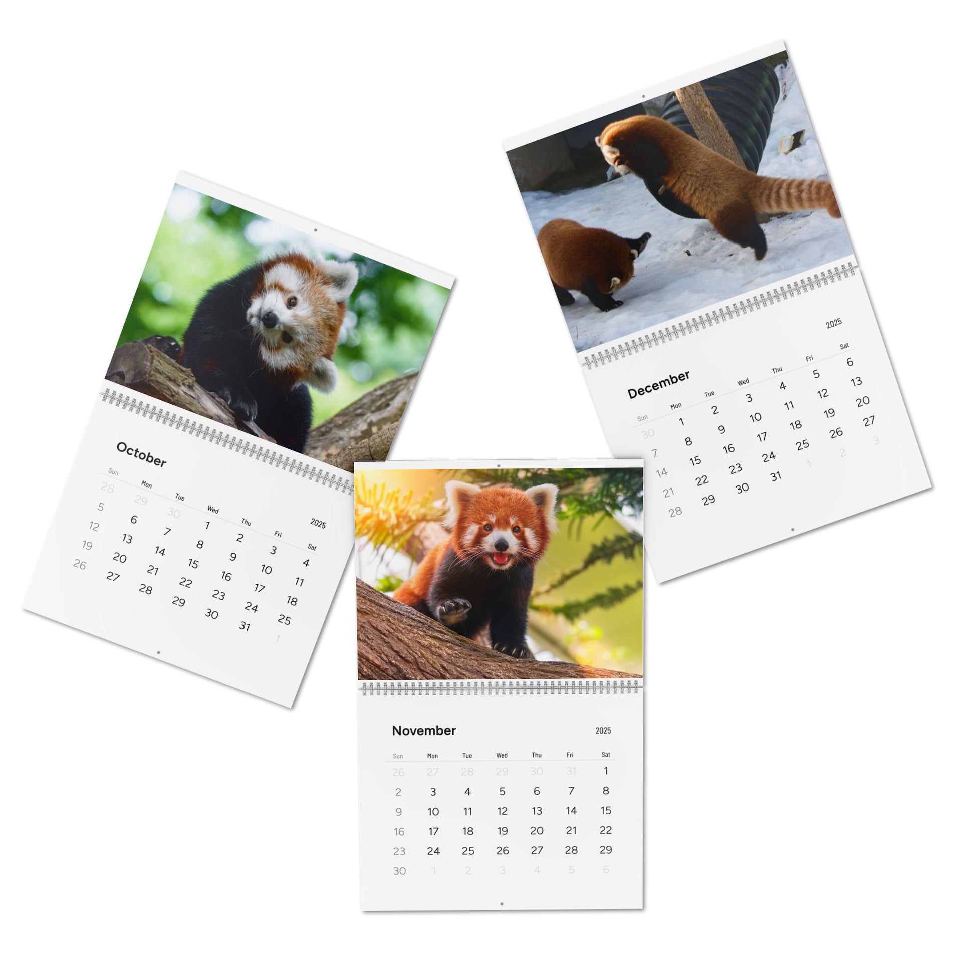Wall Calendar Red Panda 2025