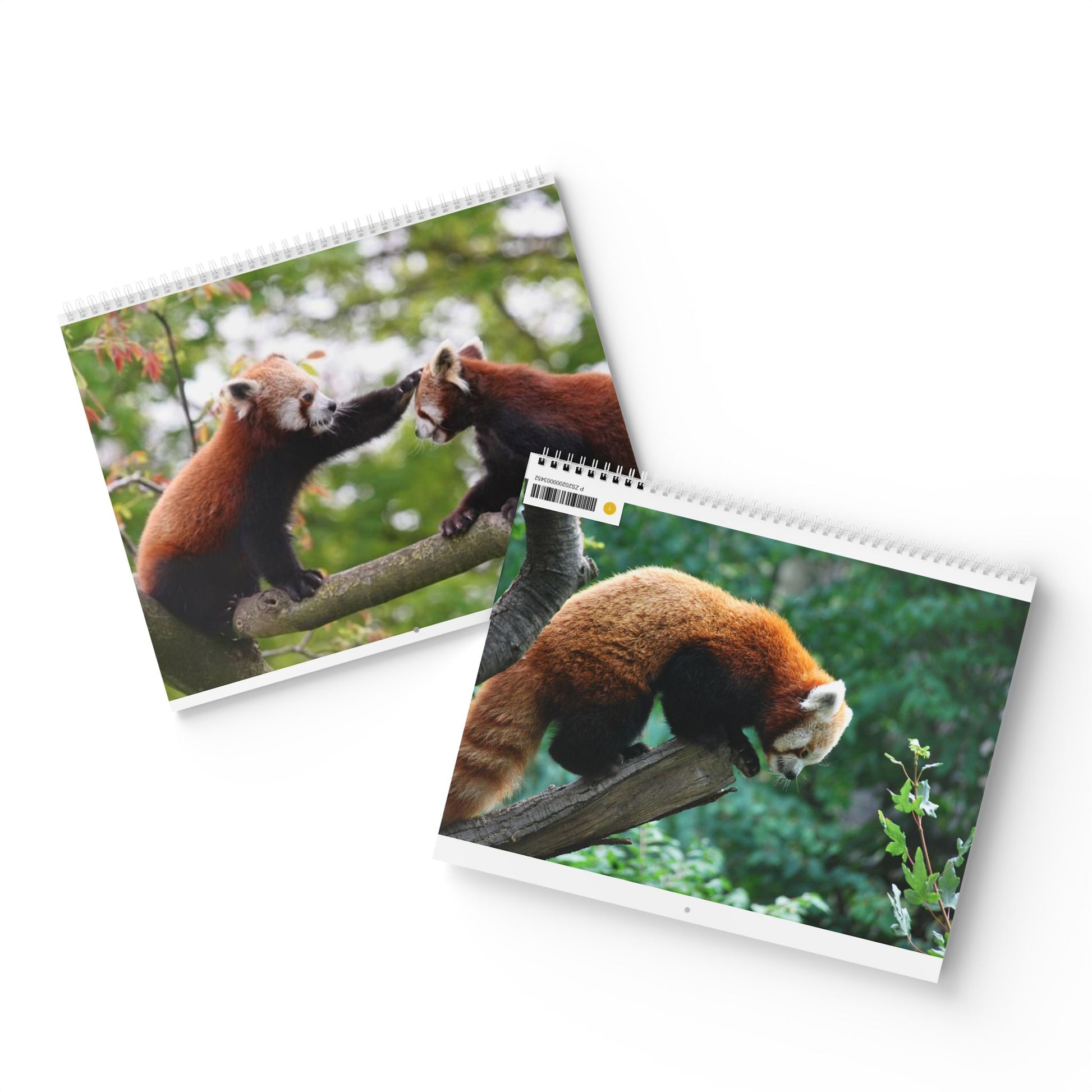 Wall Calendar Red Panda 2025