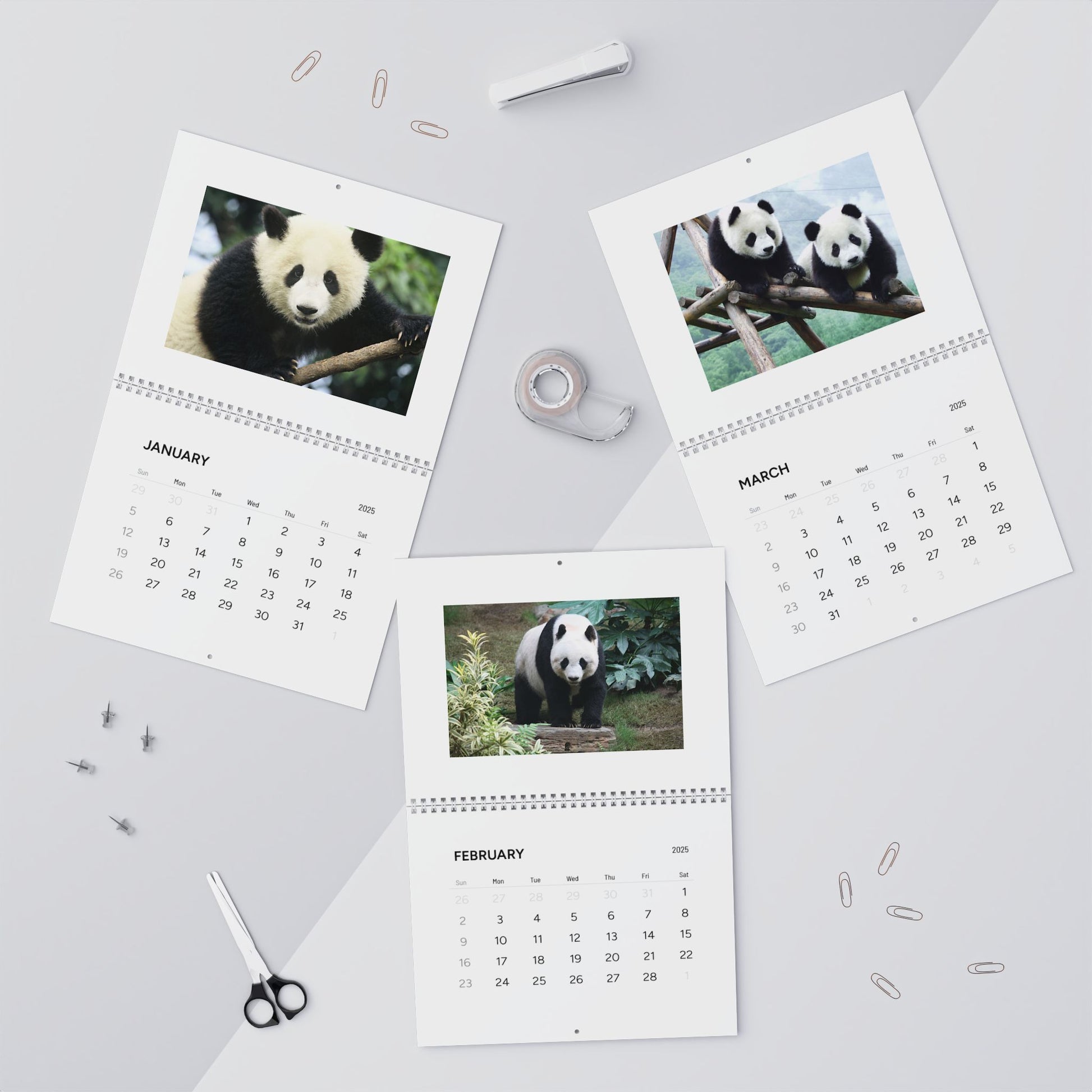 Panda Wall Calendar 2025