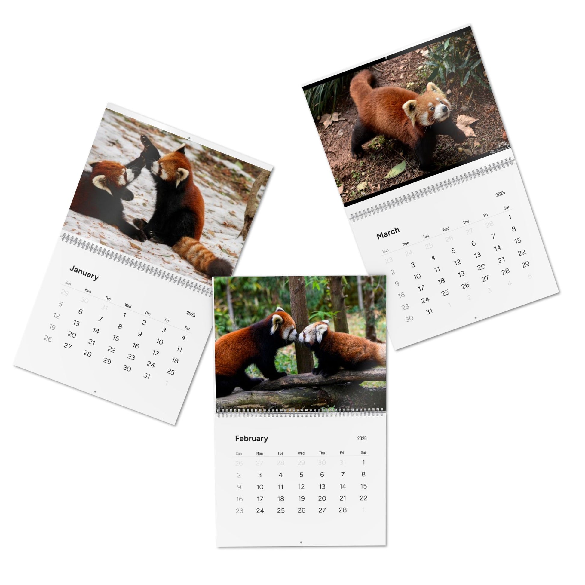 Wall Calendar Red Panda 2025