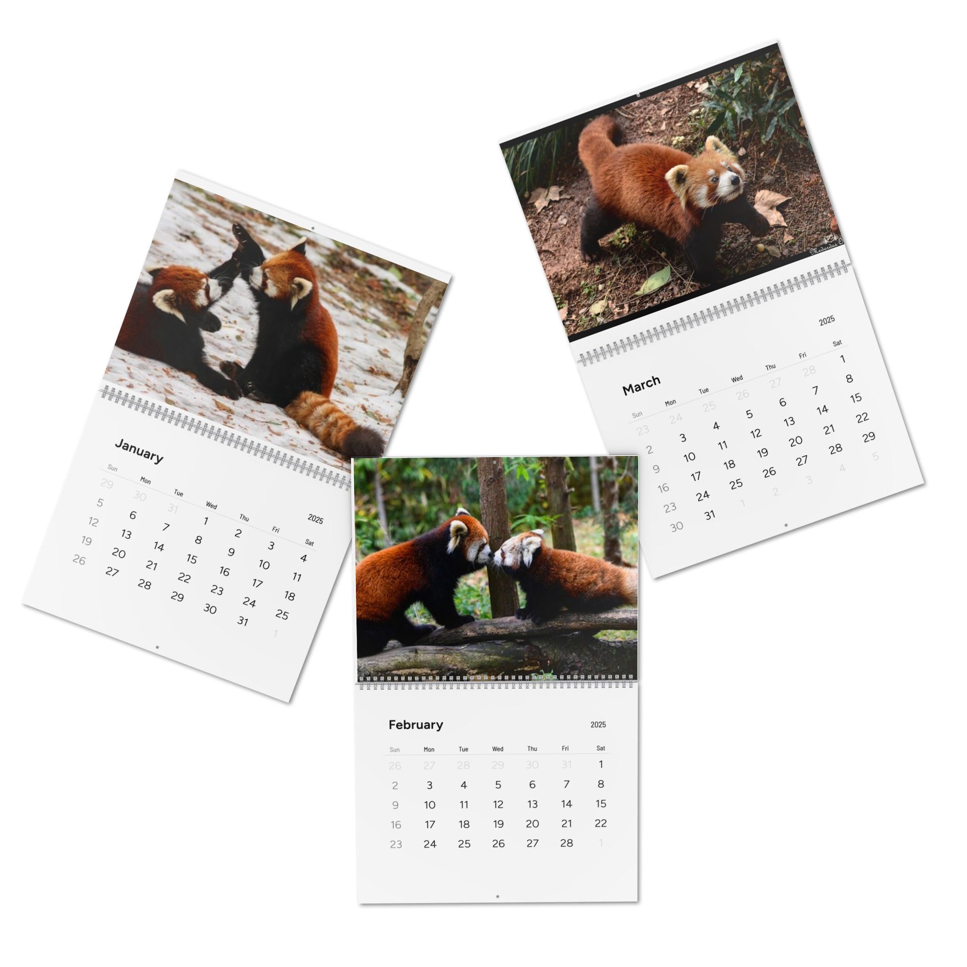 Wall Calendar Red Panda 2025