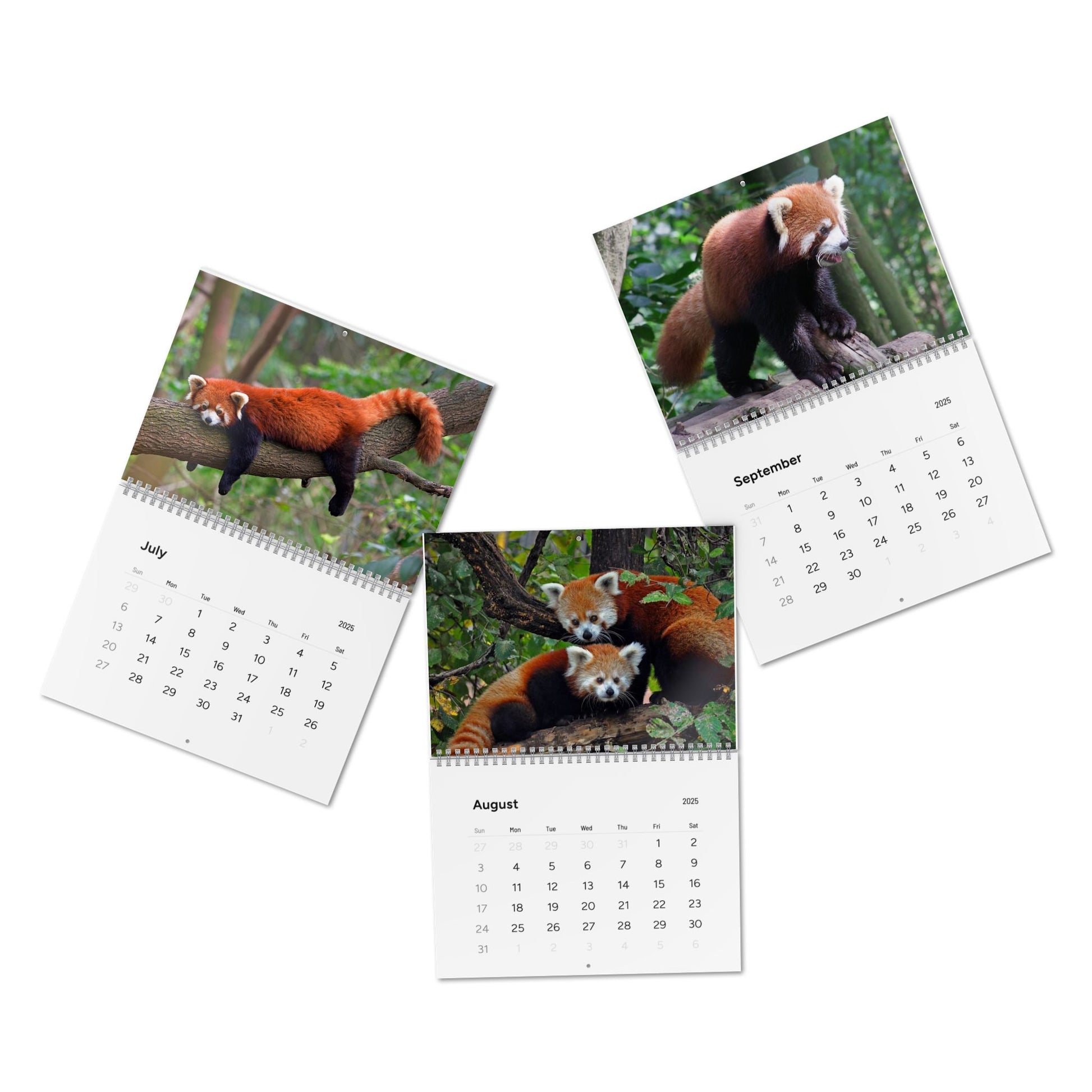 Wall Calendar Red Panda 2025