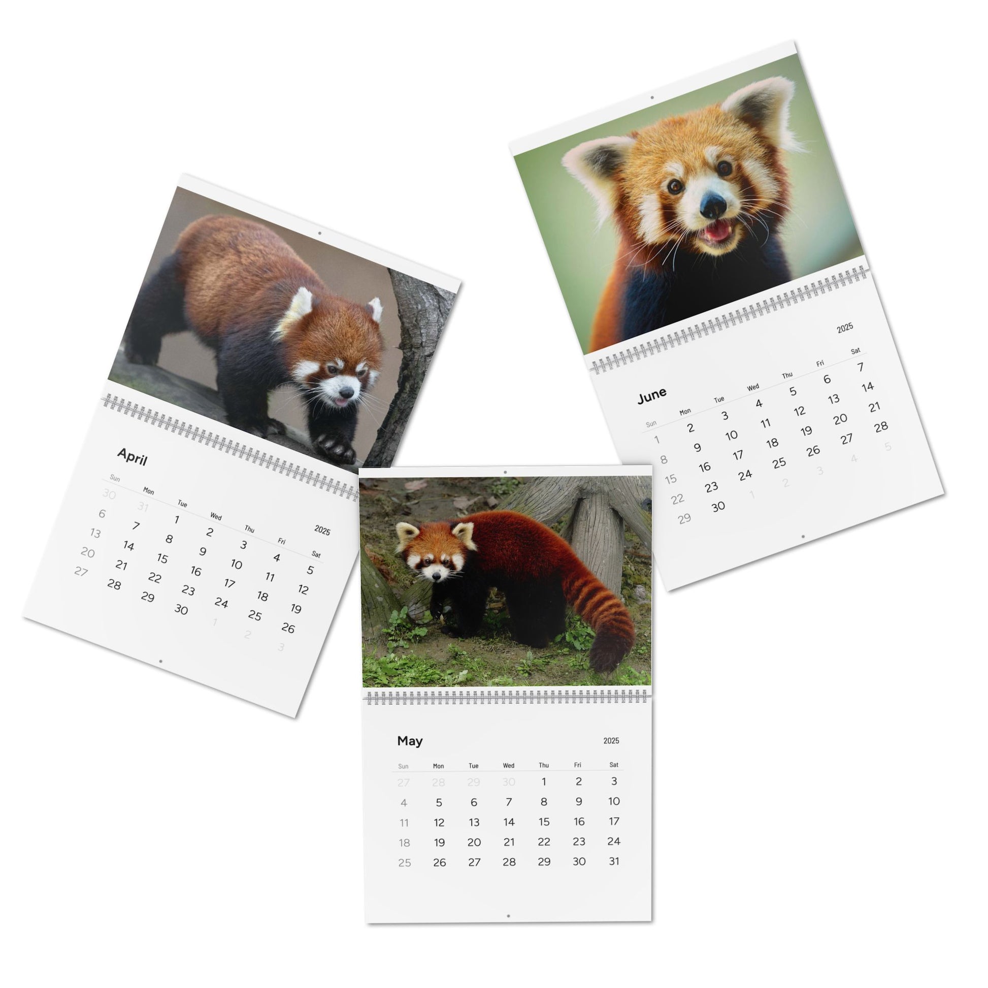 Wall Calendar Red Panda 2025