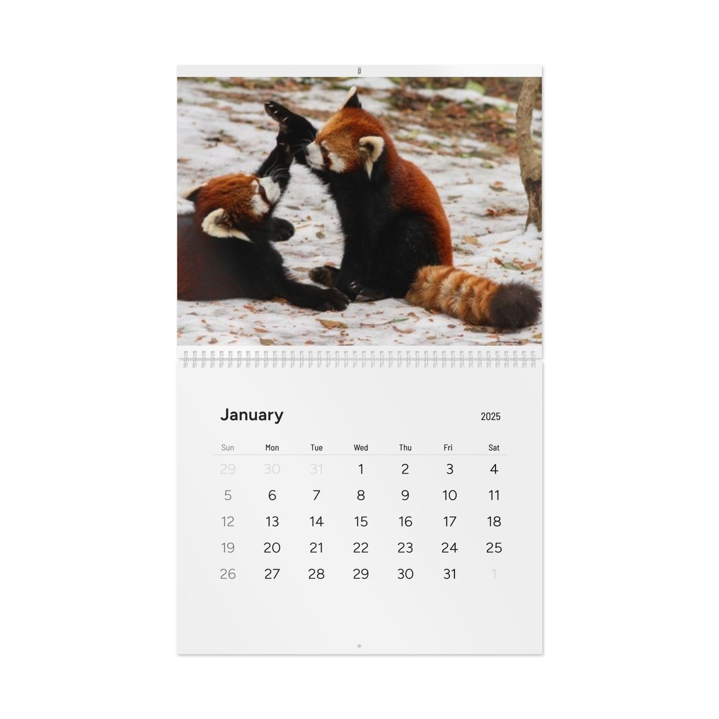 Wall Calendar Red Panda 2025