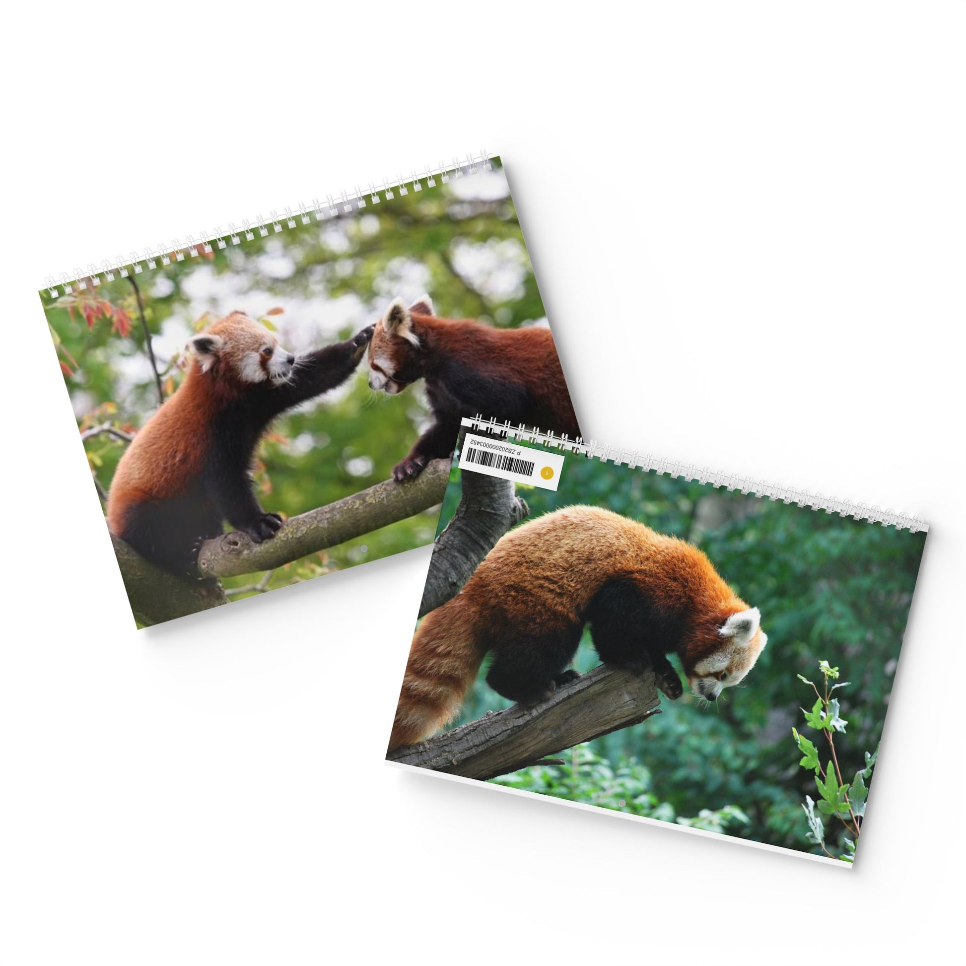 Wall Calendar Red Panda 2025