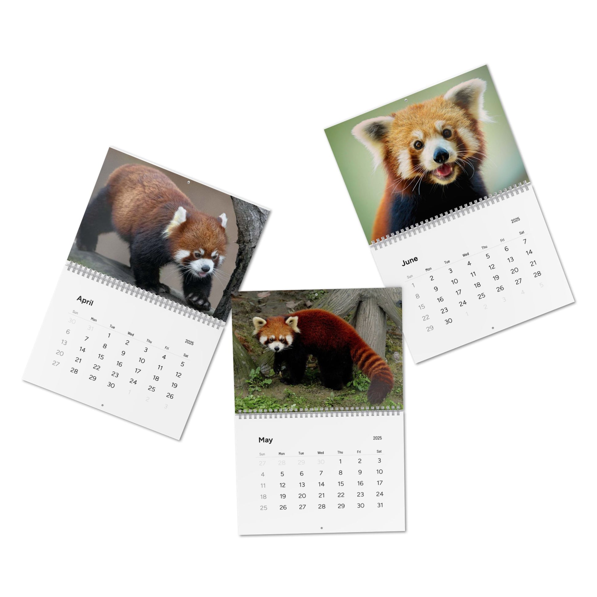 Wall Calendar Red Panda 2025
