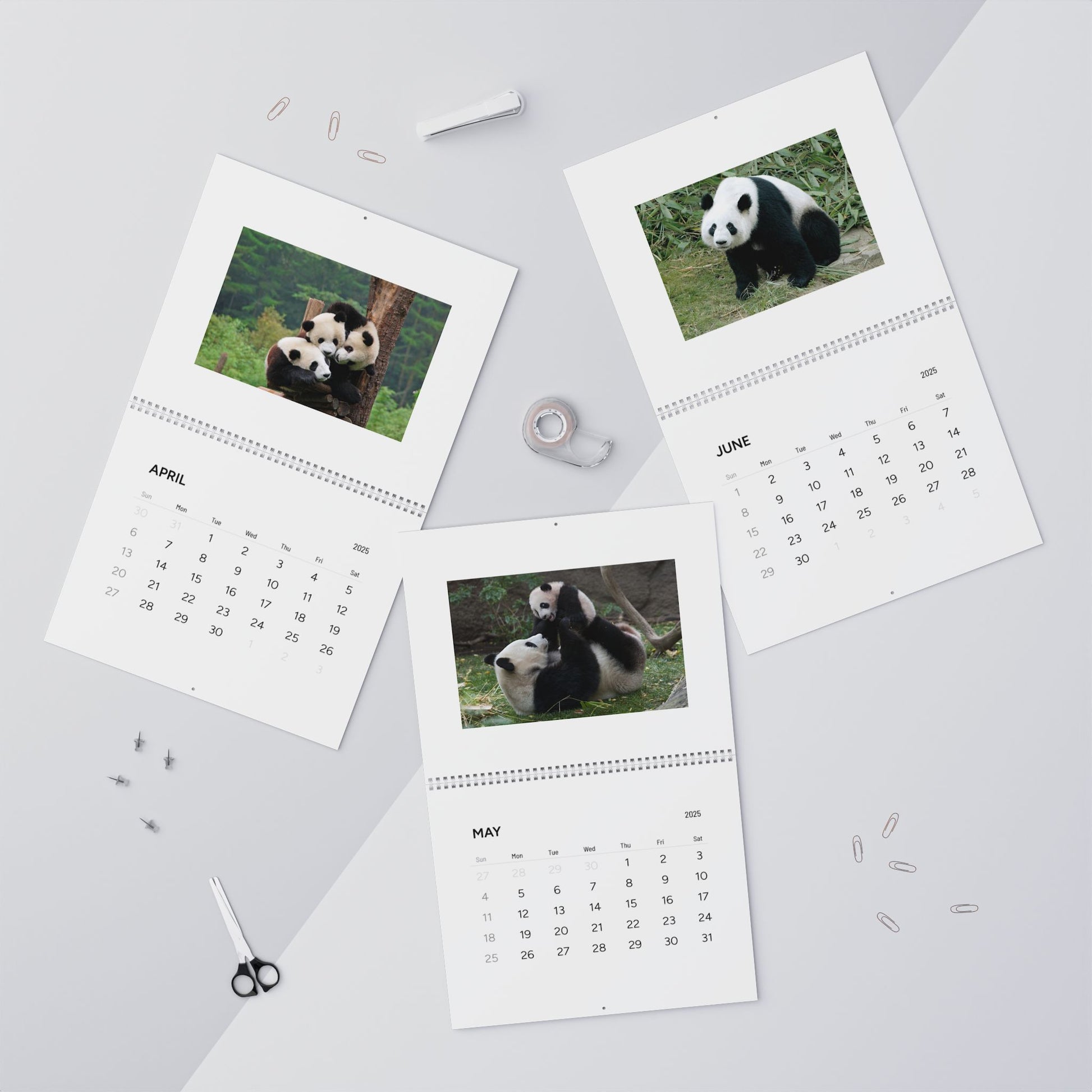 Panda Wall Calendar 2025