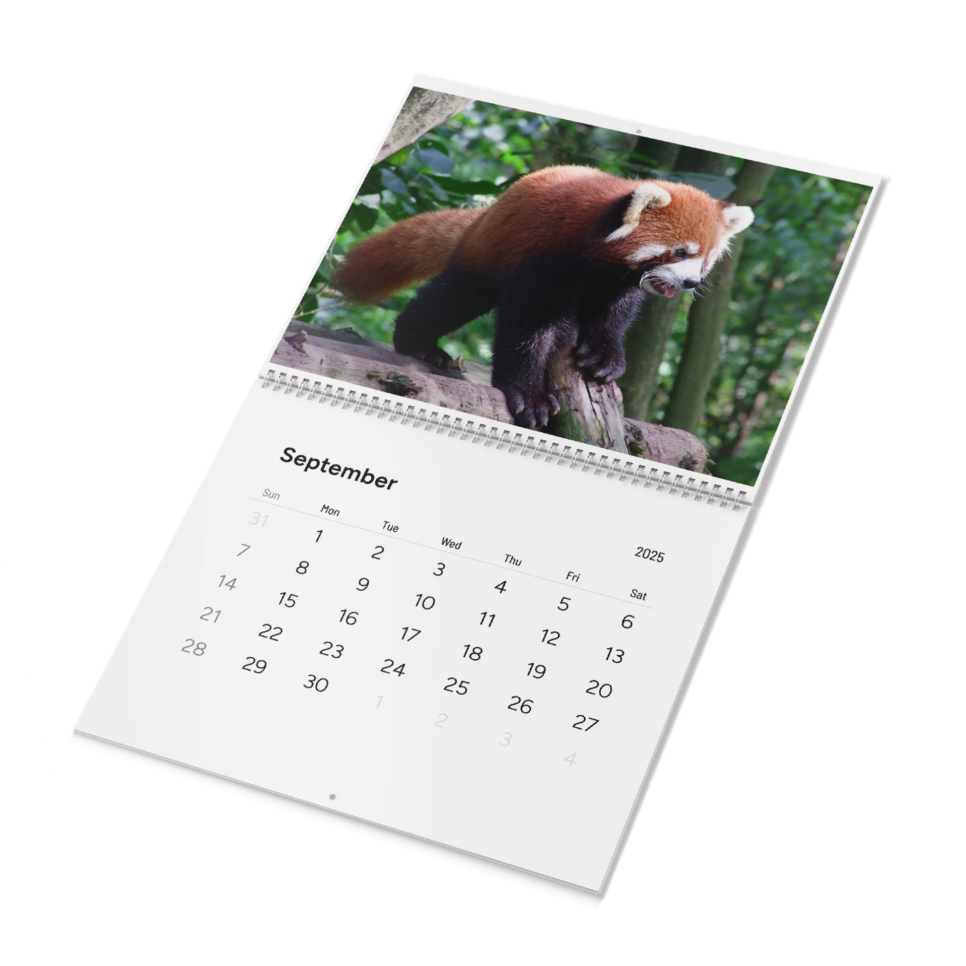 Wall Calendar Red Panda 2025